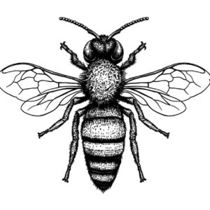 D119 Bee
