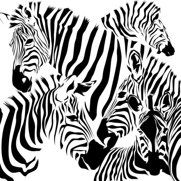 G114 Zebras