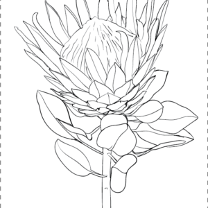 A224 Line King Protea